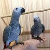 Buy Hand-Fed, Tame & Trained African Grey Parrots