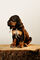 Item Pic