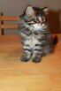 Siberian Cat