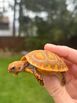 Hypomelanistic Redfoot tortoises????