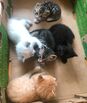 Kittens 