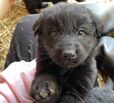 Puppies