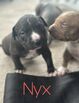 American Bully XL - looking for furever homes! 