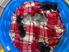 Baby kittens 