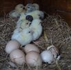 Healthy Serama Chicks  for sale