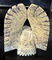 Item Pic