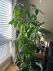 Money tree plant for sale