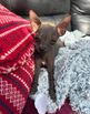 Chinese Crested Puppy