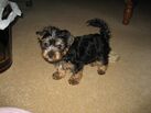 Yorkshire terrier puppy