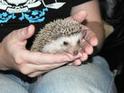 hedgehog pet