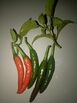 Fresh Chili Peppers 