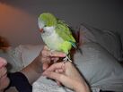 Quaker Parrot