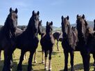Friesian gelding black horse available