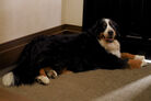 Bernese Mountain Dog