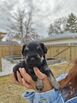 Purebred Mini Schnauzer Puppies 