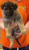 German Shepherd Puppies - Purebred