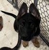 Pure Bred German Shepherd Puppies