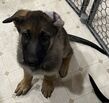 Pure Bred German Shepherd Puppies