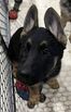 Pure Bred German Shepherd Puppies