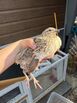 Male Jumbo Coturnix Quail