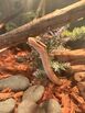 3yr old Ball Python