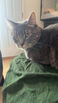 Bonded Pair to Rehome