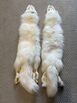 Two Artic white Fox’s pelts