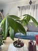 Money tree plants