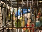 Budgies