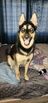 Shepherd/Husky Mix to Rehome