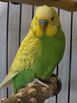 Budgie bird