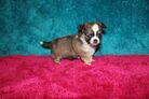Female Chihuahua Puppy available